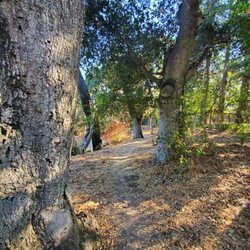 Wildwood Park - Forest of trees