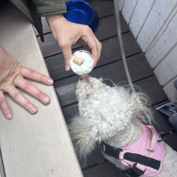 Wilder - Pup cup - New American Near Me - San Francisco, California