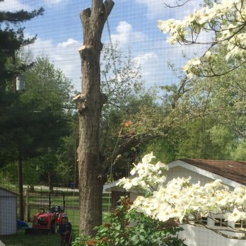 All In One Tree Service - A little has been removed here - Tree Services Near Me