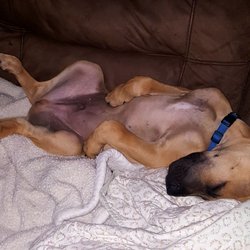 Childersburg Pet Clinic - Spencer after receiving his last round of puppy shots. Yes, he is just a puppy.