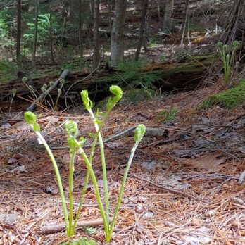 Cousins River Trail - Hiking Near Me - Freeport, Maine