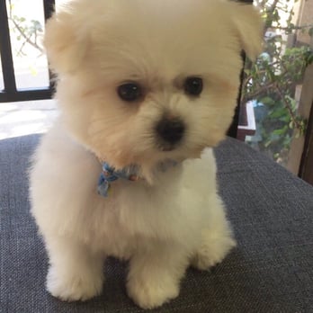 The Spaw - Mochi and his new haircut. Thank you! - Pet Groomers Near Me - Tustin, California The Spaw - Mochi and his new haircut. Thank you! - Pet Groomers Near Me - Tustin, California