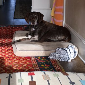 Happy Tails Napa Valley - Pet Sitting Near Me Happy Tails Napa Valley - Pet Sitting Near Me