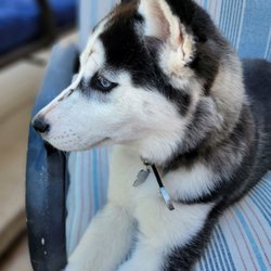 Santa Paula Animal Rescue Center - Endless cuteness