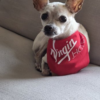 Virgin Hotels - Dallas - They treated our Nina like a princess. - Hotels Near Me - Dallas, Texas Virgin Hotels - Dallas - They treated our Nina like a princess. - Hotels Near Me - Dallas, Texas