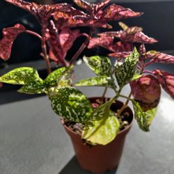 Chet's Hardware - It needs replanting, but I'm happy
