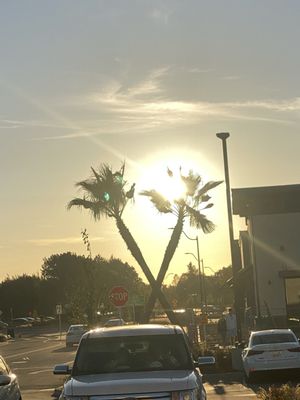 In-N-Out Burger by null