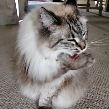 Pawfection Mobile Spa - Samira is so much happier now! - Pet Groomers Near Me - Fairfield, California Pawfection Mobile Spa - Samira is so much happier now! - Pet Groomers Near Me - Fairfield, California