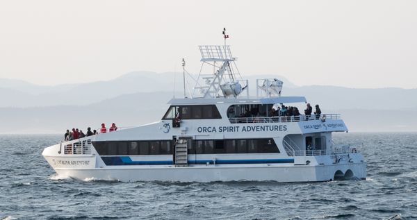 Orca Spirit Adventures Whale Watching by null