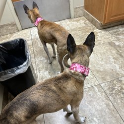 FMA Animal Hospital