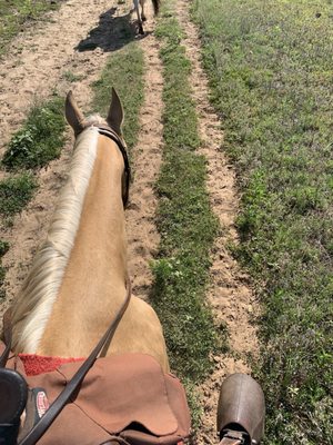 Widowmaker Trail Rides by null