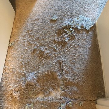 Moser Carpet Repairs - Repair needed - Carpeting Near Me Moser Carpet Repairs - Repair needed - Carpeting Near Me