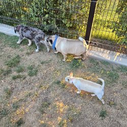 Dali’s Dog Park - Doggies