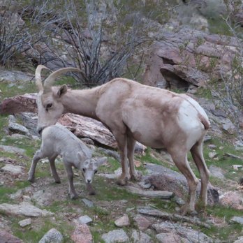 Lykken Trail - Lamb - Hiking Near Me - Palm Springs, California Lykken Trail - Lamb - Hiking Near Me - Palm Springs, California