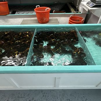 Wells Beach Lobster Pound - Live lobster tank - Seafood Near Me - Wells, Maine Wells Beach Lobster Pound - Live lobster tank - Seafood Near Me - Wells, Maine