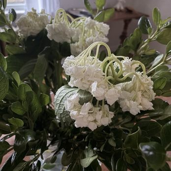 Whole Foods Market - I put them in water. Then the next day they started to wilt? - Organic Stores Near Me - Upper St. Clair, Pennsylvania Whole Foods Market - I put them in water. Then the next day they started to wilt? - Organic Stores Near Me - Upper St. Clair, Pennsylvania