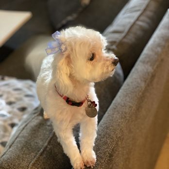 Bonnie's Pet Grooming - Pet Groomers Near Me - Fair Oaks, California