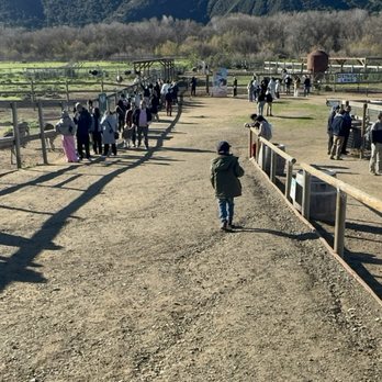 Ostrichland USA - Farm - Attraction Farms Near Me - Solvang, California Ostrichland USA - Farm - Attraction Farms Near Me - Solvang, California