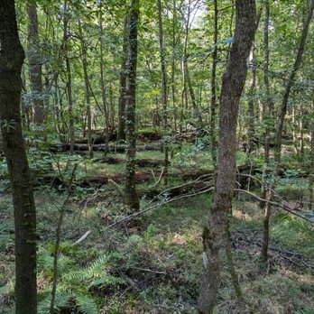 Congaree National Park - Boardwalk - Parks Near Me - Hopkins, South Carolina
