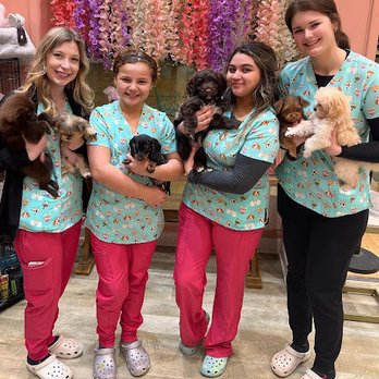 Furry Babies Aurora - Pet Breeders Near Me - Aurora, Illinois Furry Babies Aurora - Pet Breeders Near Me - Aurora, Illinois