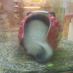 Q-Pets - 店長龍貓