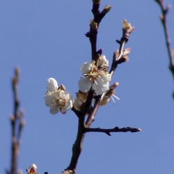 Kleingarten - Der Naturgarten