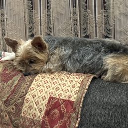 Mr. Ferguson after his spa day! Mr. Ferguson after his spa day!