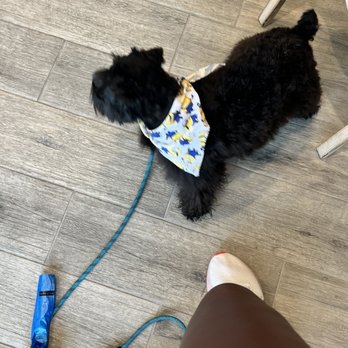 Waggin' Tails Dog Wash - Pet Groomers Near Me - Gilbert, Arizona