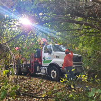 Tree Fish - Tree Services Near Me - Grand Rapids, Michigan