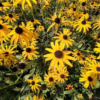Greenfield Village - Museums Near Me - Dearborn, Michigan