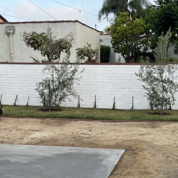 Celtic Nature Landscape Design - Olive trees - Landscaping Near Me Celtic Nature Landscape Design - Olive trees - Landscaping Near Me
