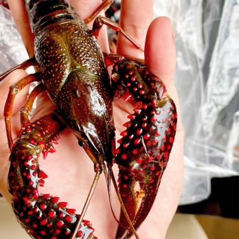 Lobster Now - a person holding a lobster in their hand - Seafood Near Me - Pomona, California Lobster Now - a person holding a lobster in their hand - Seafood Near Me - Pomona, California