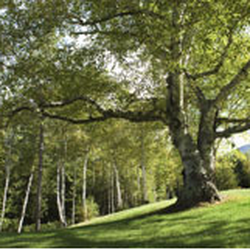 Lord's Tree Service
