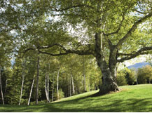 Lord's Tree Service - tree service in Billerica, MA