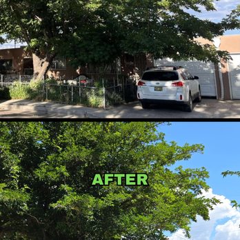 Maven Tree Services - Tree Services Near Me