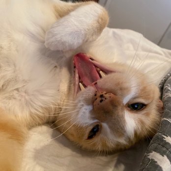 Galloway Cat Clinic - Happy Gus - Veterinarians Near Me - Torrance, California