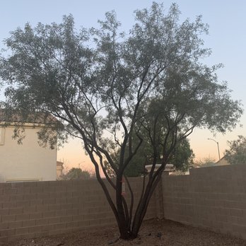 PALMtrees “R” us - African Sumac in back yard AFTER - Tree Services Near Me - Las Vegas, Nevada