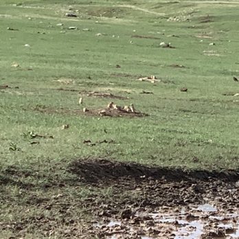 Buffalo Safari Jeep Tours - Prairie dogs - Tours Near Me Buffalo Safari Jeep Tours - Prairie dogs - Tours Near Me
