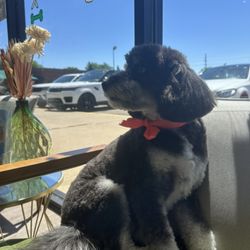 Pawfect Pet Grooming - Spa day today
