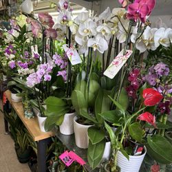 Belinda Flowers and Varieties