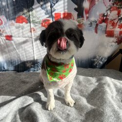 Friendly Paws Vet Clinic - Another great year of cuts