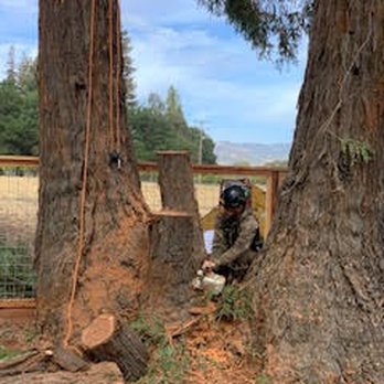 Mike's Tree Service - Tree Services Near Me - Napa, California