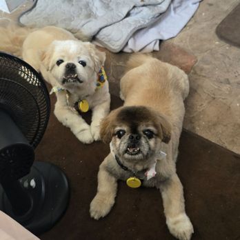 Vip Grooming And Sitting - Look at those handsome furbabies!! - Pet Groomers Near Me Vip Grooming And Sitting - Look at those handsome furbabies!! - Pet Groomers Near Me