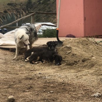 Pretty Horses Rescue - The ranch dogs!! The white one ran along with us while we rode! - Horseback Riding Near Me - Rosarito, BCN