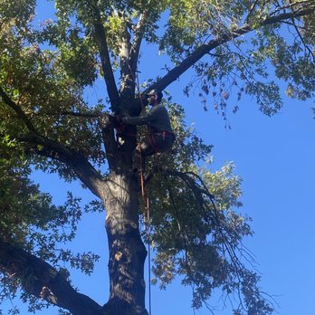 Two Brothers Tree Solutions - Tree Services Near Me