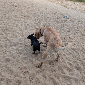 Bayview Dog Beach - Dog Parks Near Me - Pensacola, Florida Bayview Dog Beach - Dog Parks Near Me - Pensacola, Florida