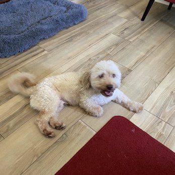 Oh So Cute! Dog Grooming - Kodak before - Pet Groomers Near Me - Moreno Valley, California Oh So Cute! Dog Grooming - Kodak before - Pet Groomers Near Me - Moreno Valley, California