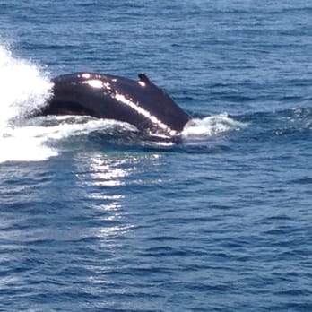 Whale Watch Dolphin Fleet - Beautiful - Whale Watching Tours Near Me - Provincetown, Massachusetts