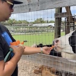 Southern Fresh Farms - Feeding the cows
