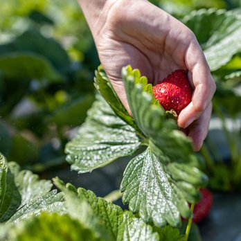Gizdich Ranch - 2021 Strawberry Picking at Gizdich Ranch - Bakeries Near Me - Watsonville, California Gizdich Ranch - 2021 Strawberry Picking at Gizdich Ranch - Bakeries Near Me - Watsonville, California